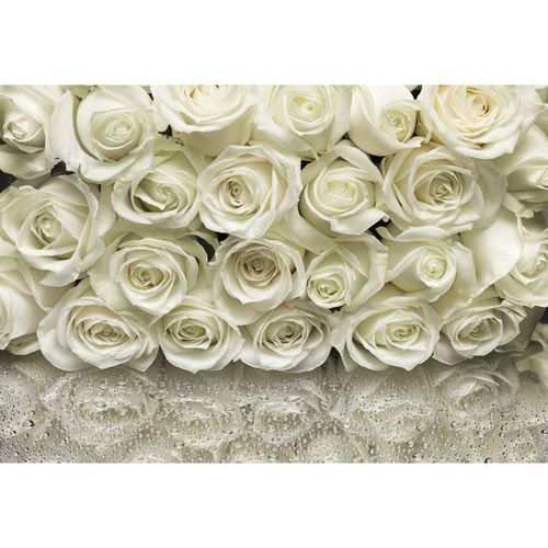 368x254cm Giant wall mural for Bedroom or living room wall decor White Roses