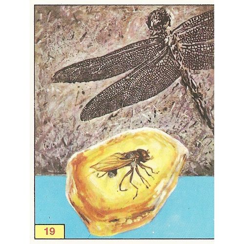 Panini's Dinosaurs Sticker Collection - Sticker No. 19
