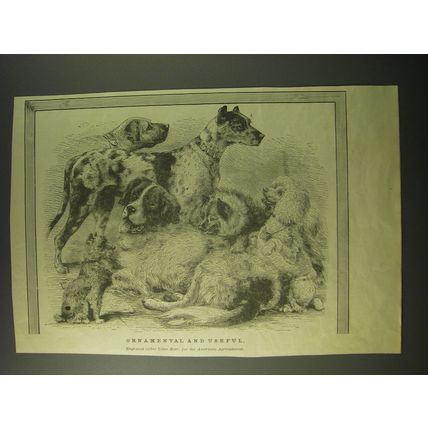 1887 Illustration of Ornamental and Useful Dogs