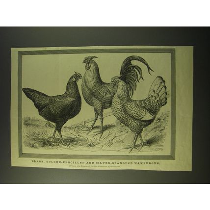 1887 Illustration by J Payne - Black, Golden-pencilled, silver-spangled Hamburgh