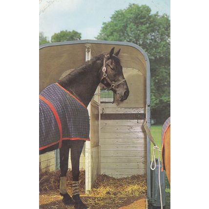 Horse Picture Postcard unused VGC