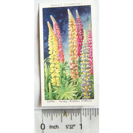 1939 Wills Garden Flowers No. 29 Lupin