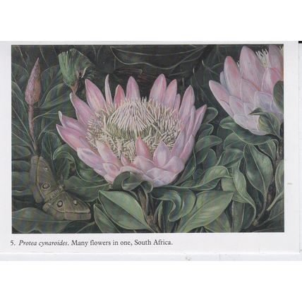 Protea cynaroides South Africa Artist Unknown Lettercard Page VGC