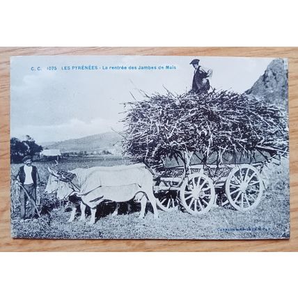 POSTCARD: FRANCE - LES PYRENEES, LA RENTREE DES JAMBESDE MAIS: c1926