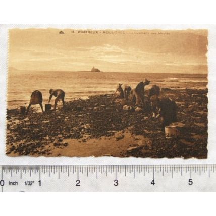 vintage postcard Wimeroux Moulieres La Cueillette des Moules