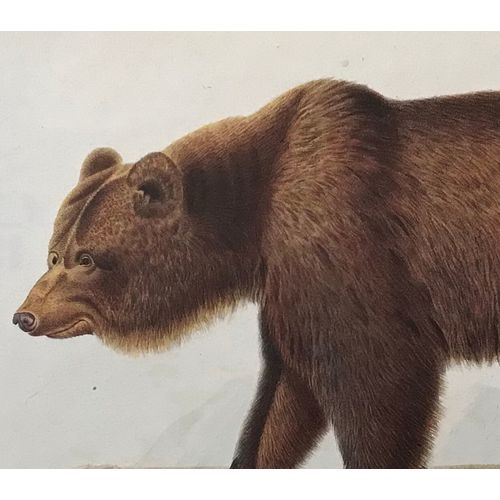 Brown Bear Antique Werner Print Engraving Vintage Poster Animal Art Decor Frame