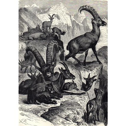 ALPINE IBEX 1894 Mountain Goat - Gustav Heinrich Mützel VICTORIAN ENGRAVING