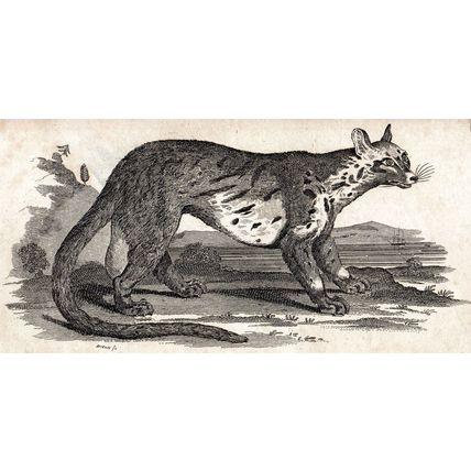 CIVET CAT 1810 Oliver Goldsmith ANTIQUE ENGRAVING