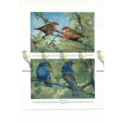 Waxbills & Indigo Finches, Book Illustration (Print), c1925