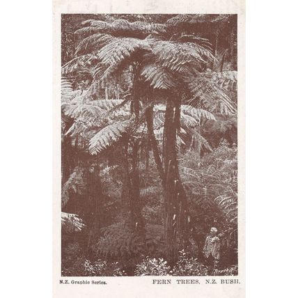 Fern Trees Man As Dwarf New Zealand Antique Postcard