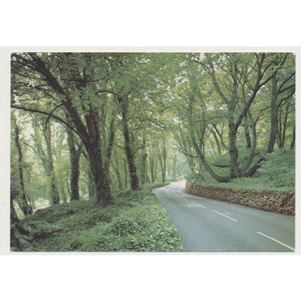 The tree-lined Undercliff between Ventnor and Niton mid 20th C. RPPC Dixon