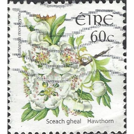 EIRE, FLOWER, Hawthorn, Crataegus monogyna, white 2004, 60c, #2
