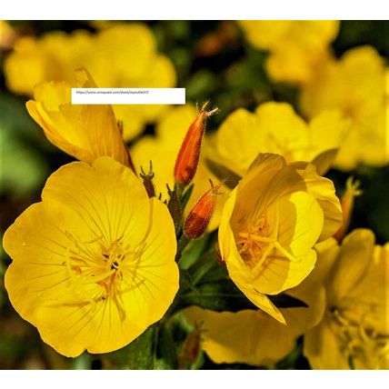 Evening Primrose Seeds - Flower Seeds - BOGO