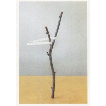 Catapult Sling On Tree Amazing Inertia Photo Art Award Postcard