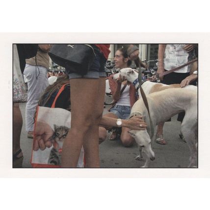 Oscar Palomares White Greyhound s as Pet Dog By Kitten Photo Postcard