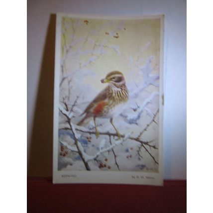 REDWING by D. M. Henry unused vintage postcard birds animals #