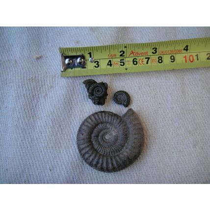 A Group Of Ammonites, One Large