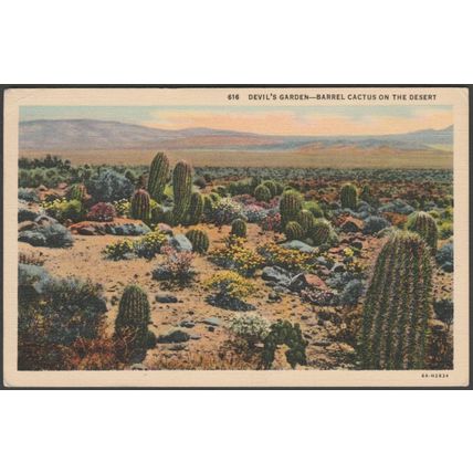 Barrel Cactus on the Desert, Devil's Garden CA, 1937 - Western Pub & Novelty PC