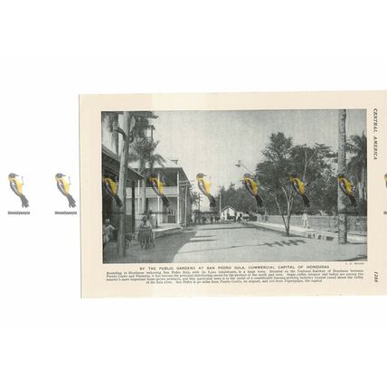 San Pedro Sula, Public Gardens, Honduras, Book Illustration, c1920