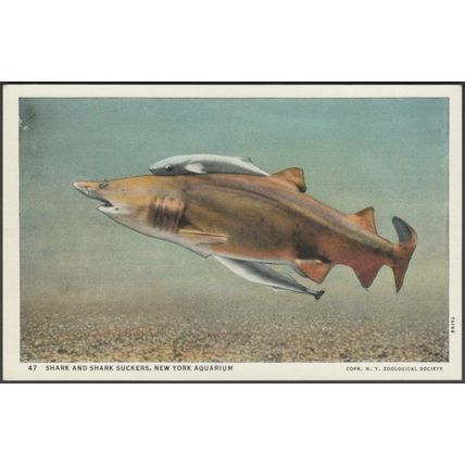 Shark and Shark Suckers, New York Aquarium, 1937 - Curt Teich Postcard