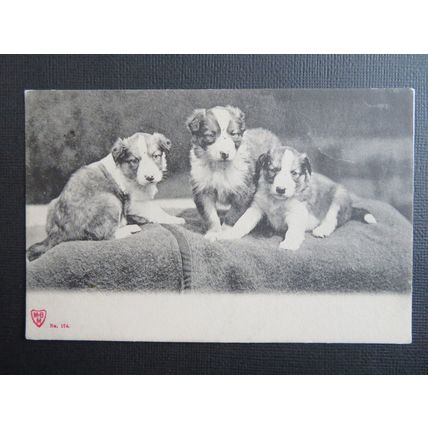 Three Puppies On A Blanket Vintage Dogs Postcard