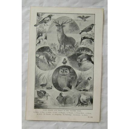 Vintage illustration: The Severn Worcester, Shakespear'e House / Beasts & Birds