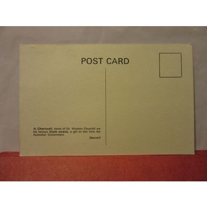 BLACK SWANS, CHARTWELL, WESTERHAM, KENT unused postcard W. Churchill. daycard =