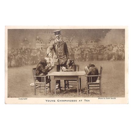 YOUNG CHIMPANZEES AT TEA unused postcard by LONDON ZOO photo by Seth Smith =