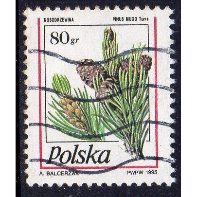 Poland 1995 Conifers - Pinus mugo 80Gr Used