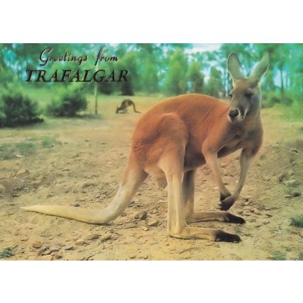 Greetings From Trafalgar Australian Red Kangaroo Metallic Postcard