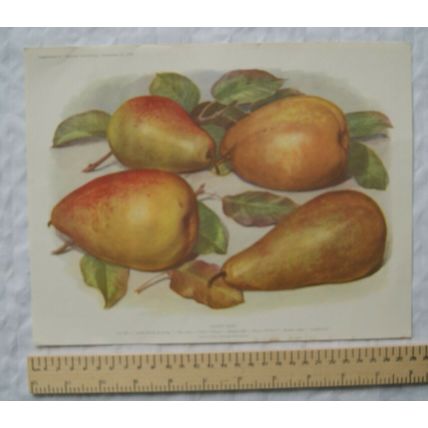 1939 Amateur Gardening illustration - Desert Pears