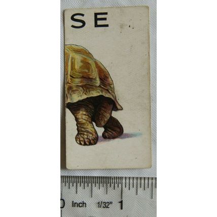 1929 Wills cigarette card Animalloys No. 39