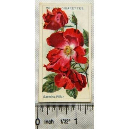 1914 Wills Roses 2nd Series No. 58 Carmine Pillar