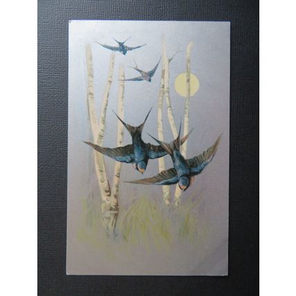 Swallows Birds Vintage Postcard