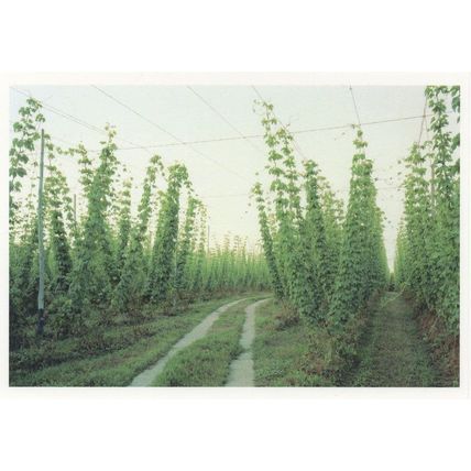 Thom Atkinson Hop Frames Kent Photo Art Award postcard