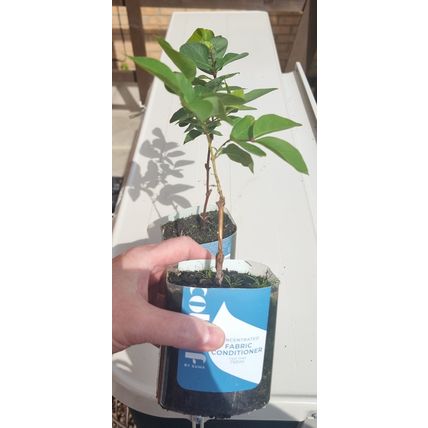 2x Winter Honeysuckle plants Bee friendly shrub live rooted