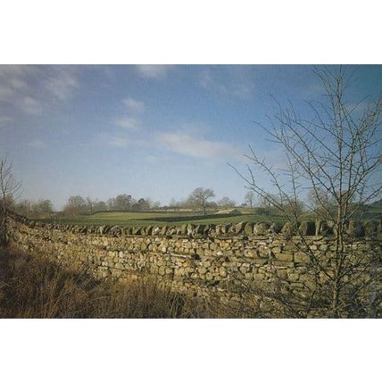 Wensleydale Dry Stone Wall Stunning Postcard