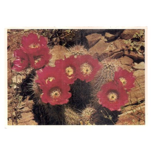 STRAWBERRY HEDGEHOG CACTUS, vintage unused postcard.Southwestern Desert, Arizona