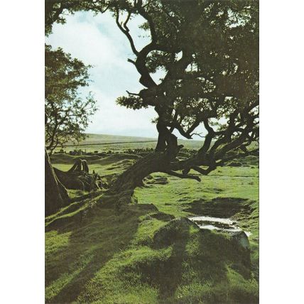 Hawthorn Tree Dartmoor Devon Postcard unused VGC
