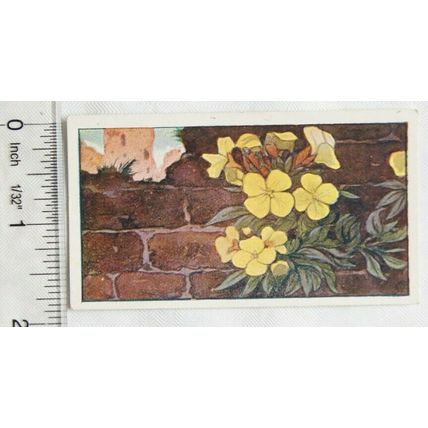 Vintage: Dutch card Jac. P. Thijsse, Lente No. 127 Murrbloemen