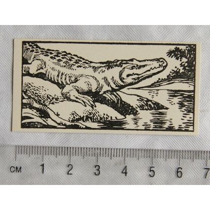 1953 Teddy Bear Lollies Interesting Animals card No. 30 Crocodile