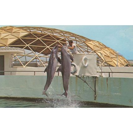 Porpoise Double Jump Boat At Miami Florida Dolphin Postcard