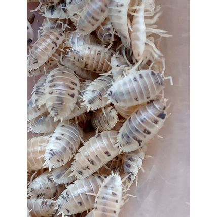 30 ADULT Dairy Cow Isopods, Woodlice, Porcellio laevis Live feed c.u.c.