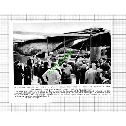 Preserved Whale Paris Dr Rolf Hinrichs Hamburg - 1953 Small Cutting