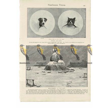 Bell Fishing in Hungary, Book Illustration (Print), 1895