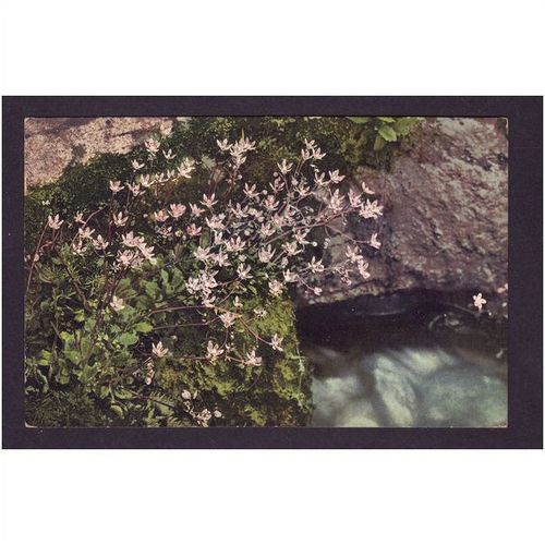 FLOWERS POST CARDS -SAXIFRAGA STELLARIS - NICE COLOURED PICTURE - UNUSED #1