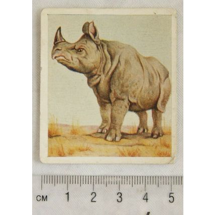 1936 Godfrey Phillips Animal Studies No. 2 Indian Rhinoceros
