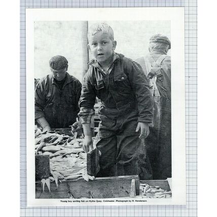 (5459) Sorting Fish At Hythe Quay Colchester Essex - 1970 Clip