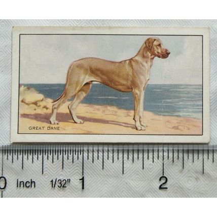 1936 Gallaher Dogs 1st Series No. 11 The Great Dame