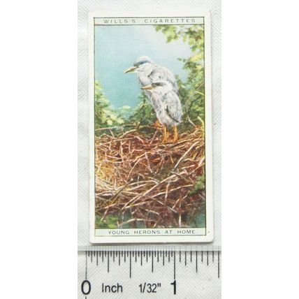 1925 Life in The Tree Tops No. 16 Young Herons at Home